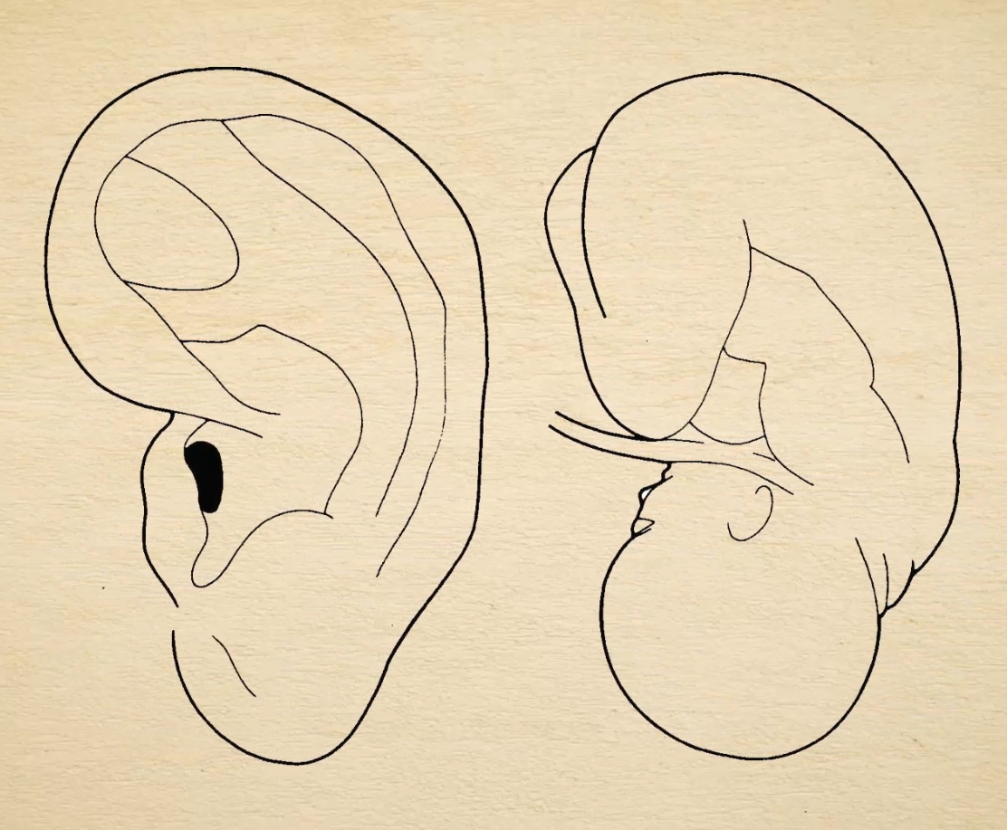 проекция тела на ухо